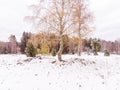 Vinter Landscape in the north of Europe