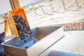 Vintner Dumps Crate of Freshly Picked Grapes Into Processing Mac