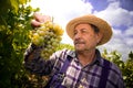 Vintner examining grapes Royalty Free Stock Photo