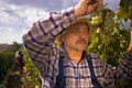 Vintner examining grapes Royalty Free Stock Photo