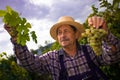 Vintner examining grapes