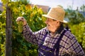 Vintner examining grapes Royalty Free Stock Photo