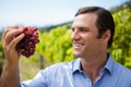 Vintner examining grapes in vineyard Royalty Free Stock Photo