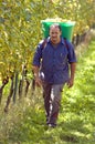 Vintner During The Harvest