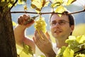 Vintner harvesting grapes