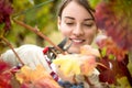 Vintner harvesting grapes