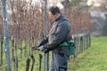 Vintner is pruning in the vineyard