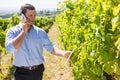 Vintner using digital tablet while talking on mobile phone Royalty Free Stock Photo
