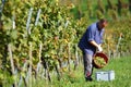 Vintner in the vineyard