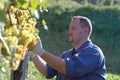 Vintner in the vineyard