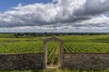 Vineyard Domaine Clos de la Pucelle