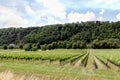 Vinyard landscape Valley Meuse Yvoir, Dinant, Belgium Royalty Free Stock Photo