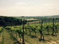 Vinyard in Limburg, the Netherlands Royalty Free Stock Photo