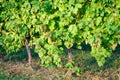 Vineyards in summer