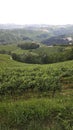 Vinyards of Barbaresco Royalty Free Stock Photo