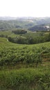 Vinyards of Barbaresco