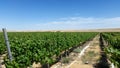 Vinyards growth in the desert Royalty Free Stock Photo