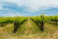 Vinyards running over hills in South Australia