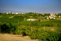 Vineyards in summer Royalty Free Stock Photo
