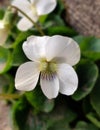Viola alba (white violet)