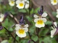 Viola Arvensis