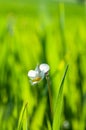 Viola arvensis is a species of violet, field pansy,