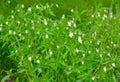 Viola arvensis is a species of violet known by the common name field pansy