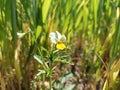 Viola arvensis is a species of violet known by the common name field pansy