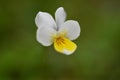 Viola Arvensis, spring background, soft light