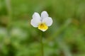 Viola Arvensis, spring background, soft light