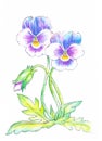 Viola, beautiful flowers are located on a white background. Watercolor