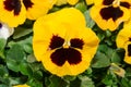 Viola black and yellow Pansy Flower in garden