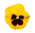 Viola black and yellow Pansy Flower Isolated on White