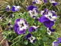 Viola in bloom. Tiny Pansy`s