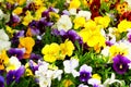 Viola is blooming in meadow, closeup. Purple and yellow flowers is growing in garden. Landscaping and decoration in spring Royalty Free Stock Photo