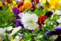 Viola is blooming in meadow, closeup. White and polychrome flowers is growing in garden. Landscaping and decoration in spring Royalty Free Stock Photo