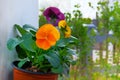 Viola is blossom in pot, close up. Orange and purple flowers is growing in garden. Landscaping and decoration Royalty Free Stock Photo