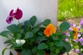 Viola is blossom in pot, close up. Purple and orange flowers is growing in garden. Landscaping and decoration Royalty Free Stock Photo