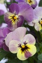 Viola 'Caramella' Royalty Free Stock Photo