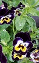 Viola closeup bloom yellow, white, violet