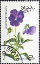 Viola cornut, known as horned pansy, or horned violet, is a species of flowering plant in the genus Viola violet