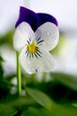 Viola Cornuta - April Showers Royalty Free Stock Photo