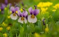 Viola Cornuta April Showers macro photo Royalty Free Stock Photo