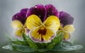 Viola Cornuta April Showers macro photo Royalty Free Stock Photo