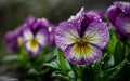 Viola Cornuta April Showers macro photo Royalty Free Stock Photo