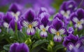 Viola Cornuta April Showers macro photo Royalty Free Stock Photo