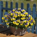 Viola cornuta blue and yellow in pot in spring Royalty Free Stock Photo