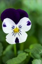 Viola Cornuta - Spring Perennials