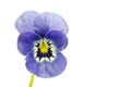 Viola cornuta flower Royalty Free Stock Photo