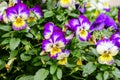 Viola cornuta flower